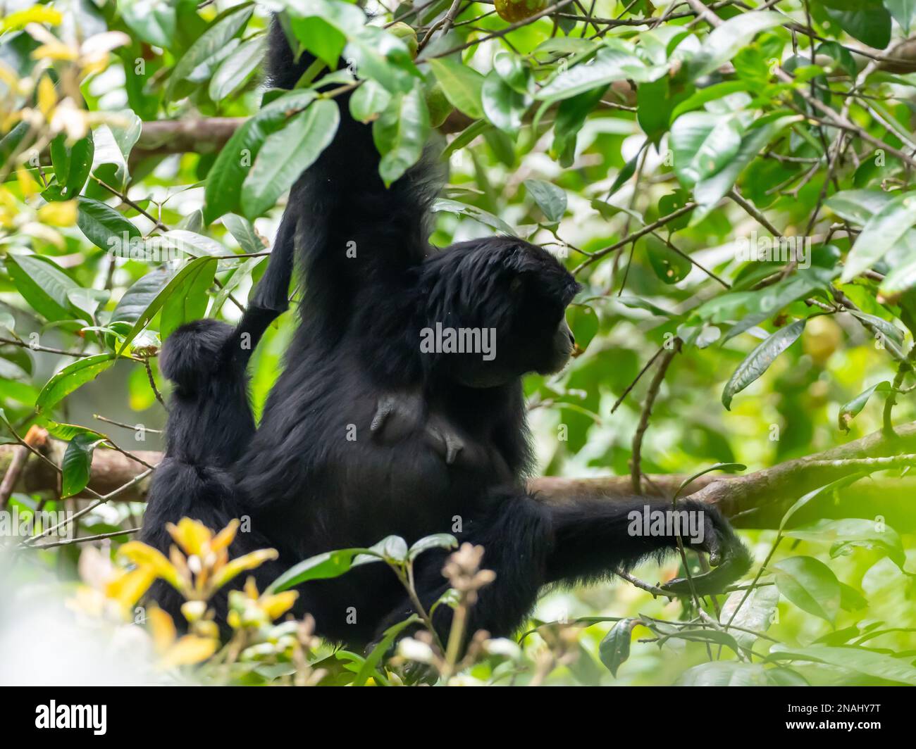 Siamang, Symphalangus syndactylus, die größte aller Gibbons, und gefährdete Arten, die in Malaysia zu finden sind Stockfoto
