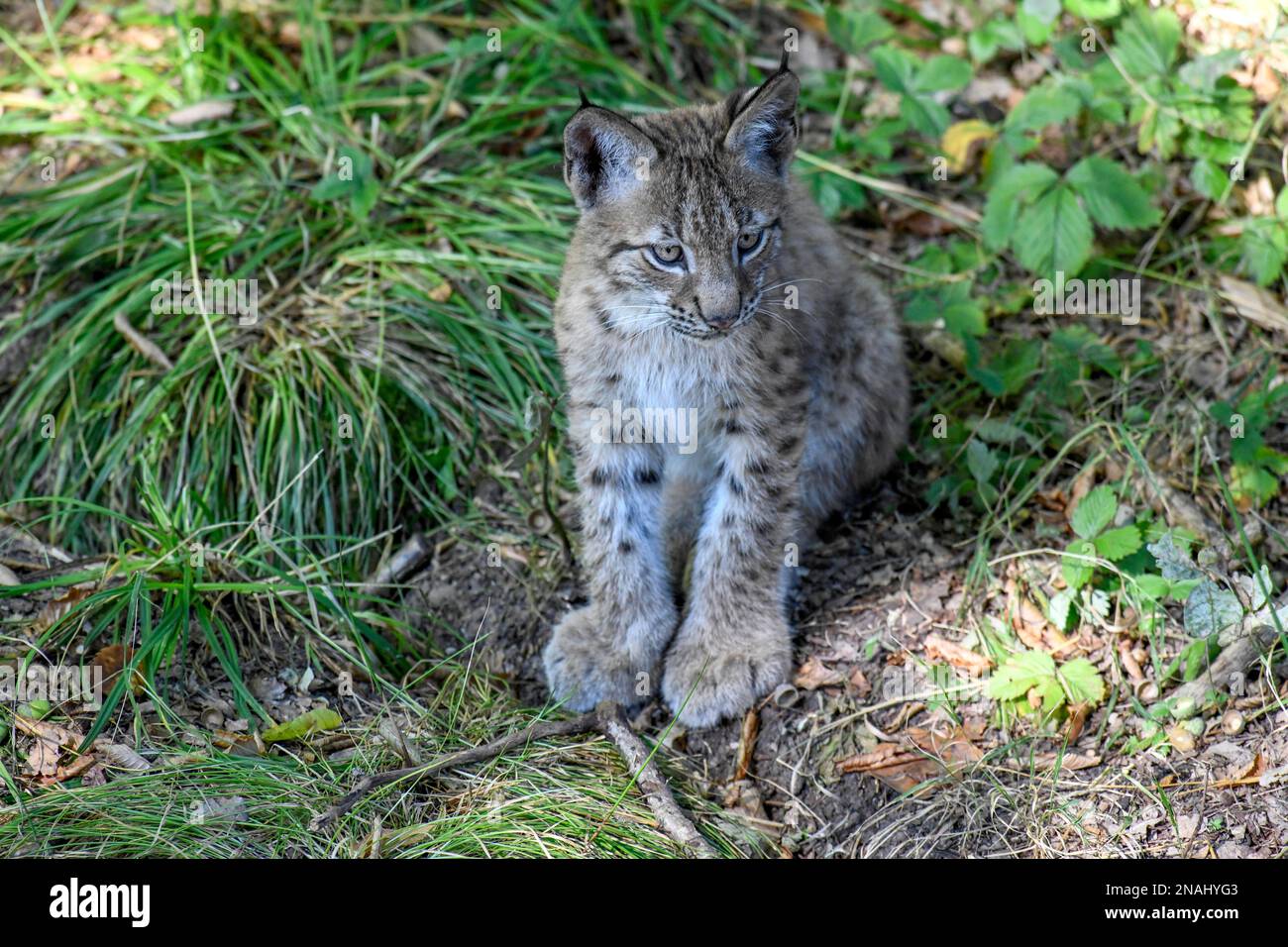 Eurasischer Luchs (Lynx lynx), Jungtier, in Gefangenschaft, Rhodos, Departement Moselle, Lothringen, Frankreich Stockfoto