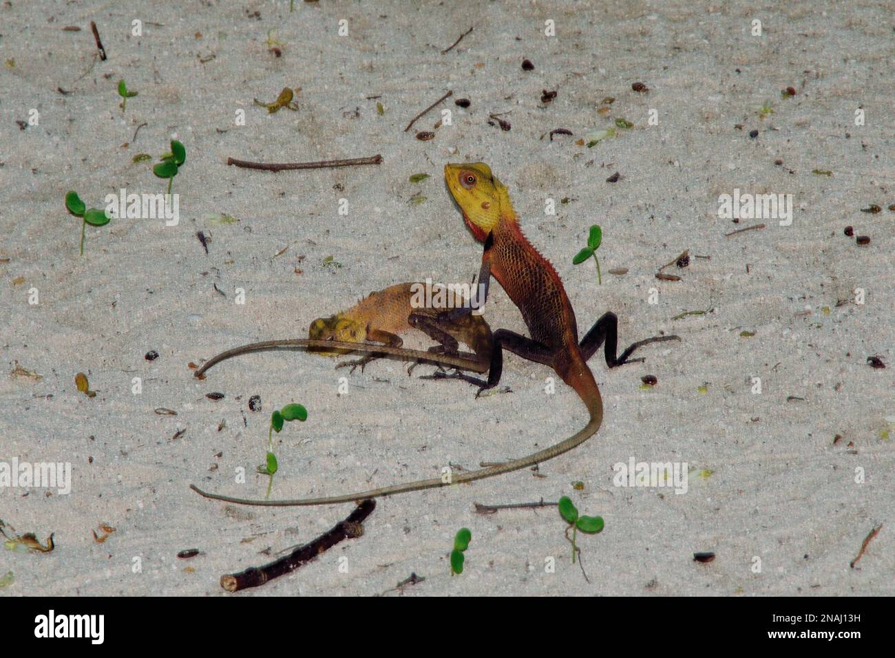 Calotes versicolor, Verschiedenfarbige Schönechse, Blutsaugeragame, orientalische Gartenechse, Blutsauger, Männlich, Embudu, Malediven, malediven Stockfoto