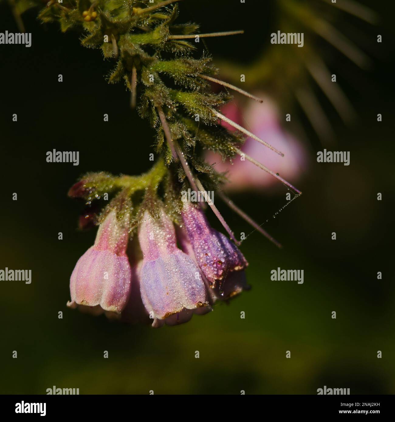Blume mit Wassertropfen Stockfoto