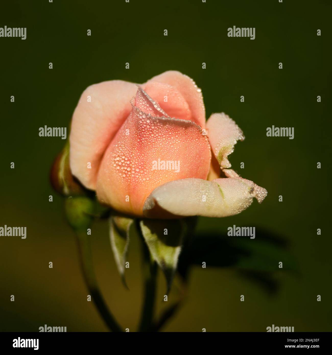 Rose mit Wassertropfen Stockfoto