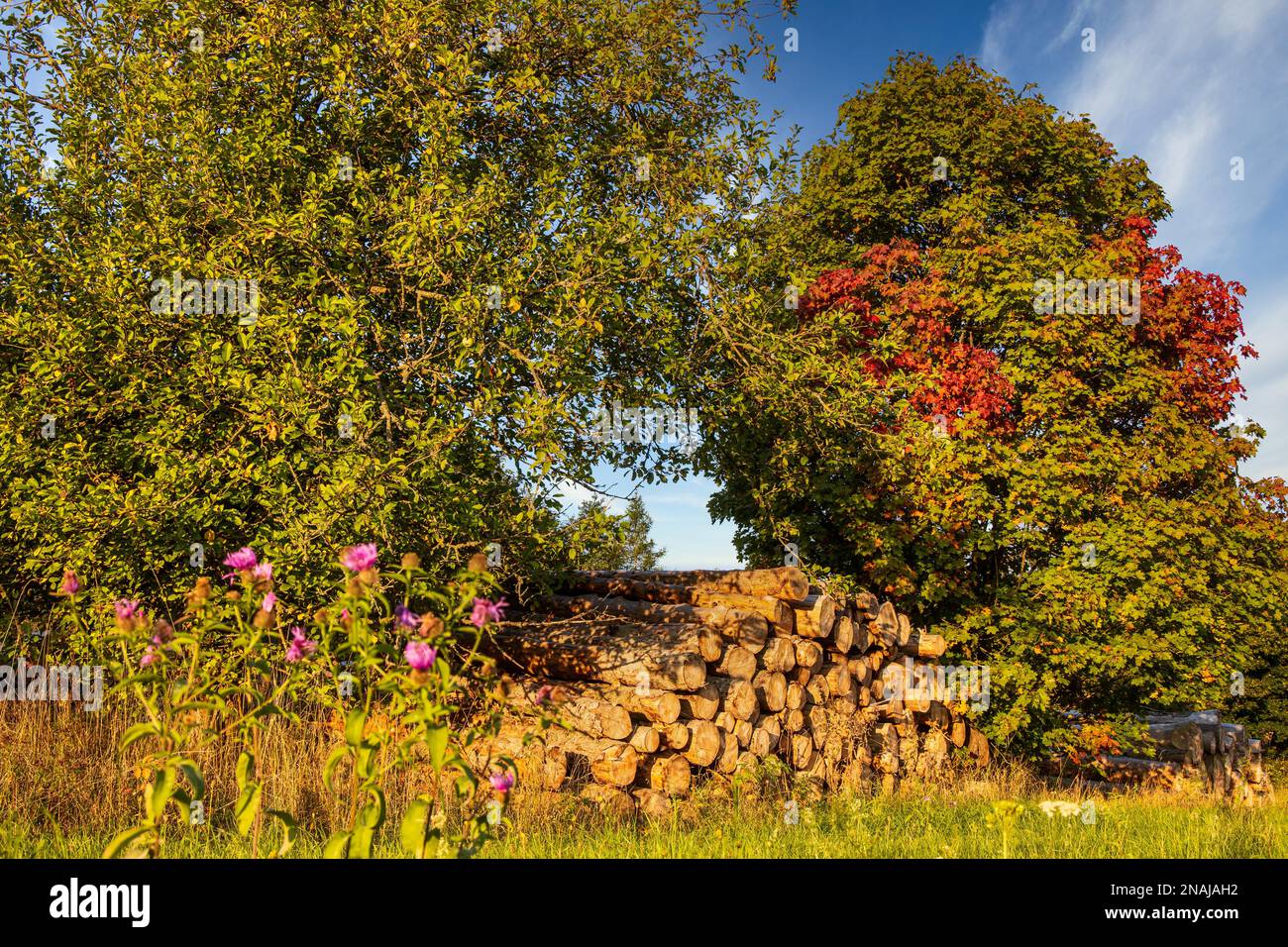 Farbenfrohe Herbstblätter mit Holzpolder Stockfoto