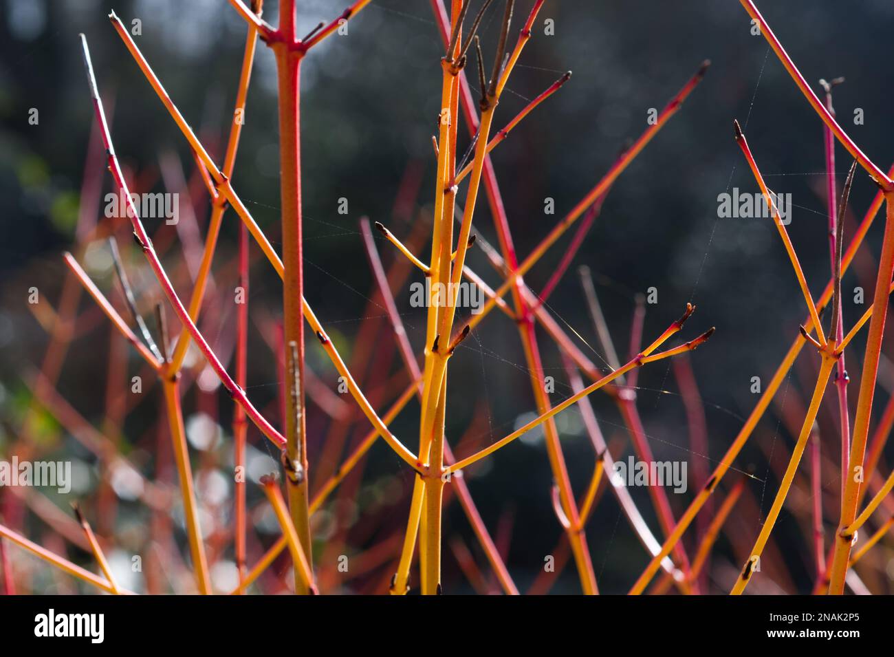 Nahaufnahme von Cornus sanguinea im Winter Feuerstämmen im britischen Garten im Februar Stockfoto