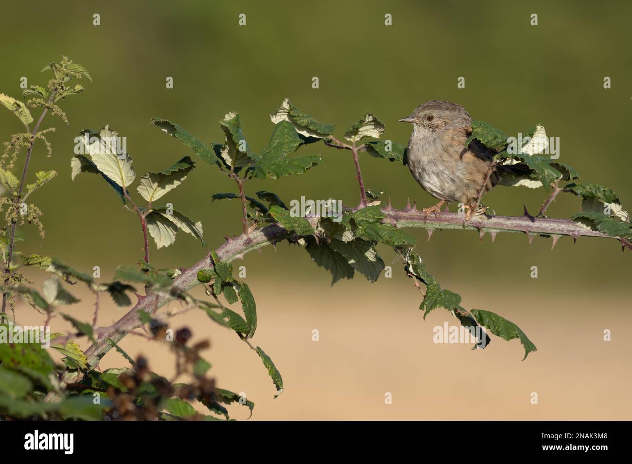 Hecke Accentor (Dunnock) auf einem Bramble in Sussex Stockfoto