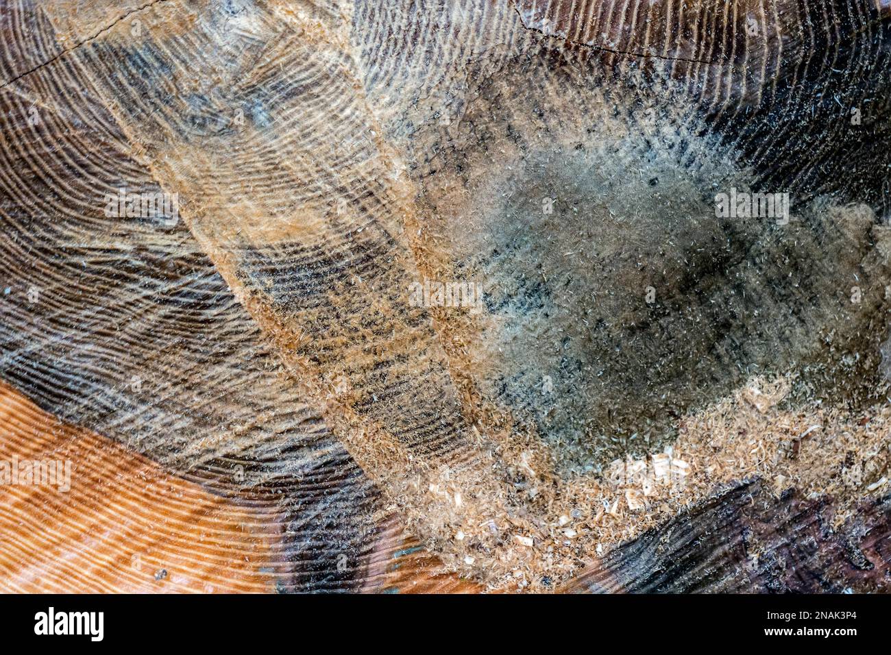 Nahaufnahme eines frisch gesägten Baumstamms Stockfoto