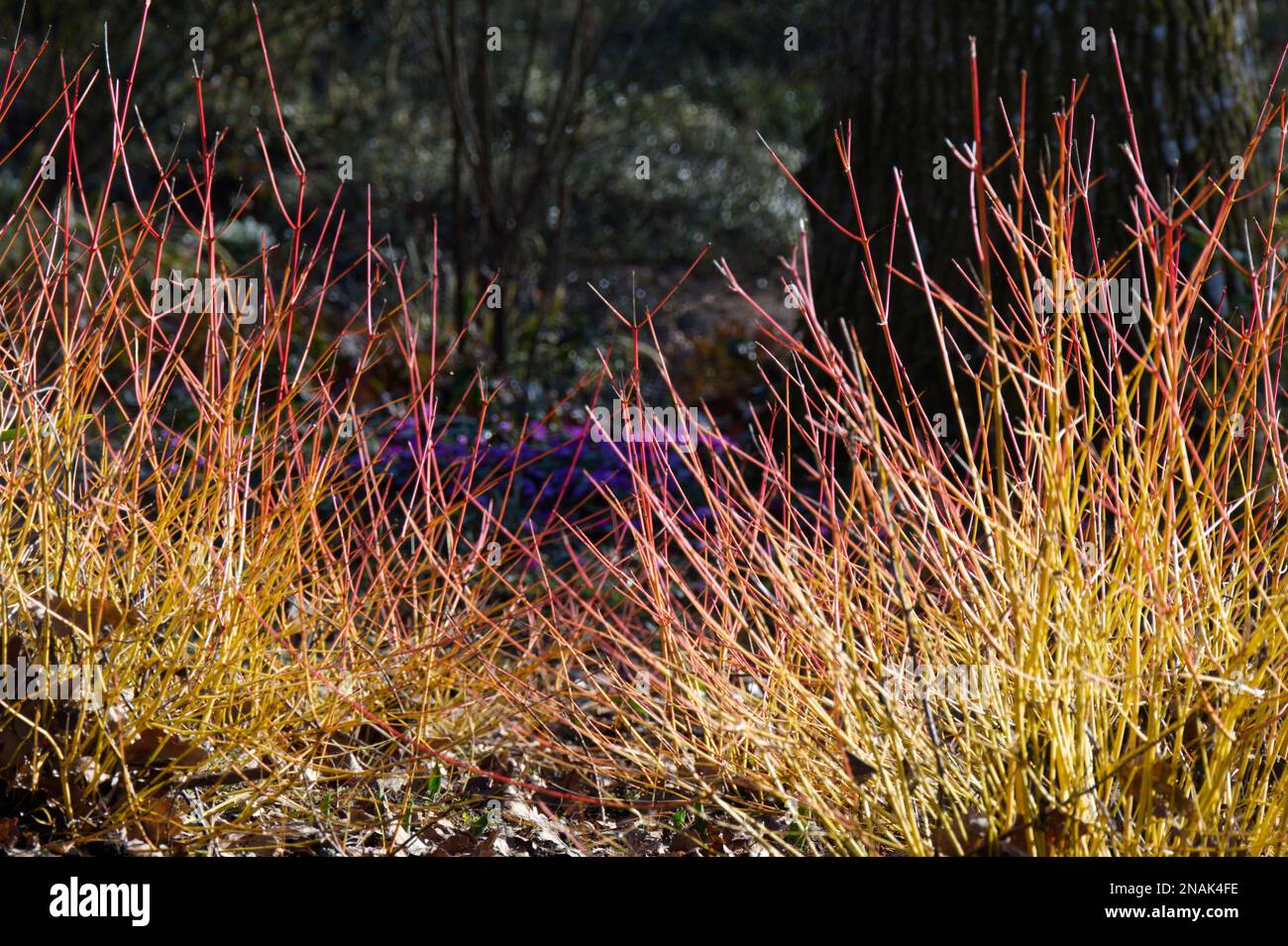 Wintergarten Szene mit Cyclamen Coum Szene durch Cornus Sanguinea Mittwinterbrand im UK Garden Februar Stockfoto