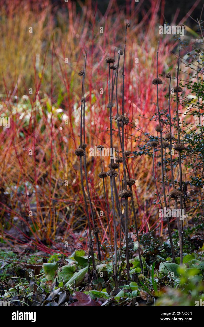 Wintergarten-Szene mit Phlomis-Stämmen vor Cornus sanguinea-Mittelwinterbrand im britischen Garten Februar Stockfoto