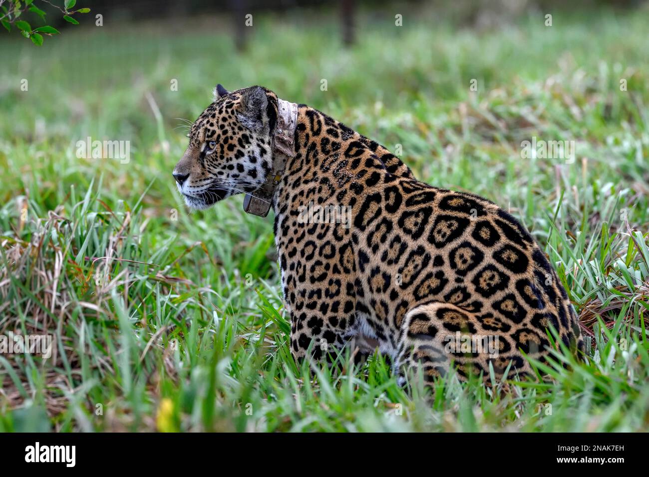 Jaguar (Panthera onca ) mit Funkhalsband im Gras, Gefangener, Zuchtstation des Conservation Land Trust, Ibera Project, Esteros del Stockfoto