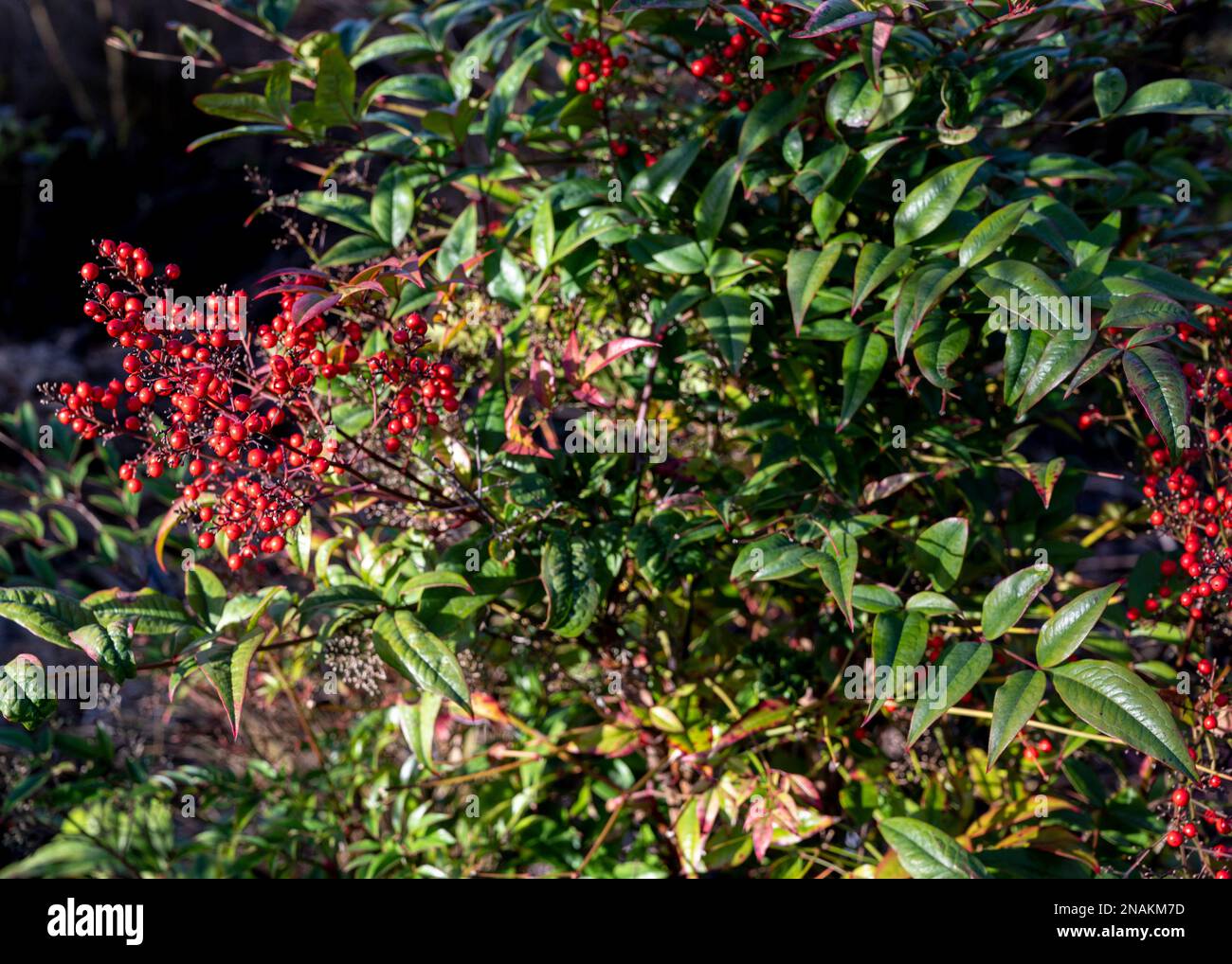 Rote Beeren des himmlischen Bambus (Nandina Stockfotografie - Alamy