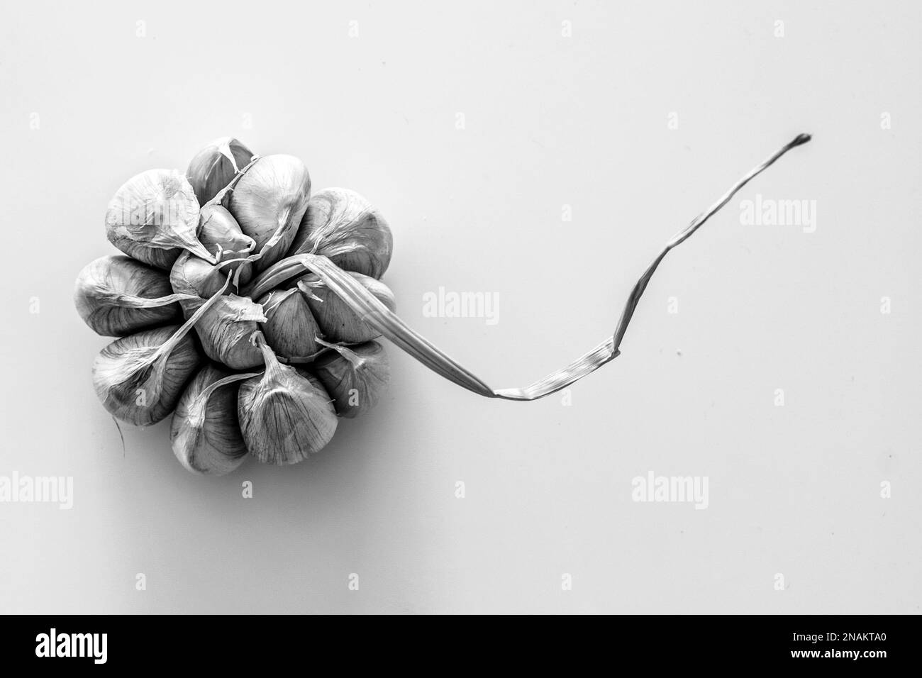 Knoblauch isoliert auf weißem Hintergrund Stockfoto