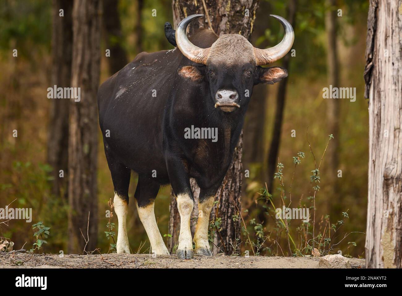 Gaur oder Indian Bison oder bos gaurus ein Showstopper Nahaufnahme oder Porträt und schwarzer Drongo-Vogel auf seinem Rücken am Morgen Safari im kanha Nationalpark Wald Stockfoto