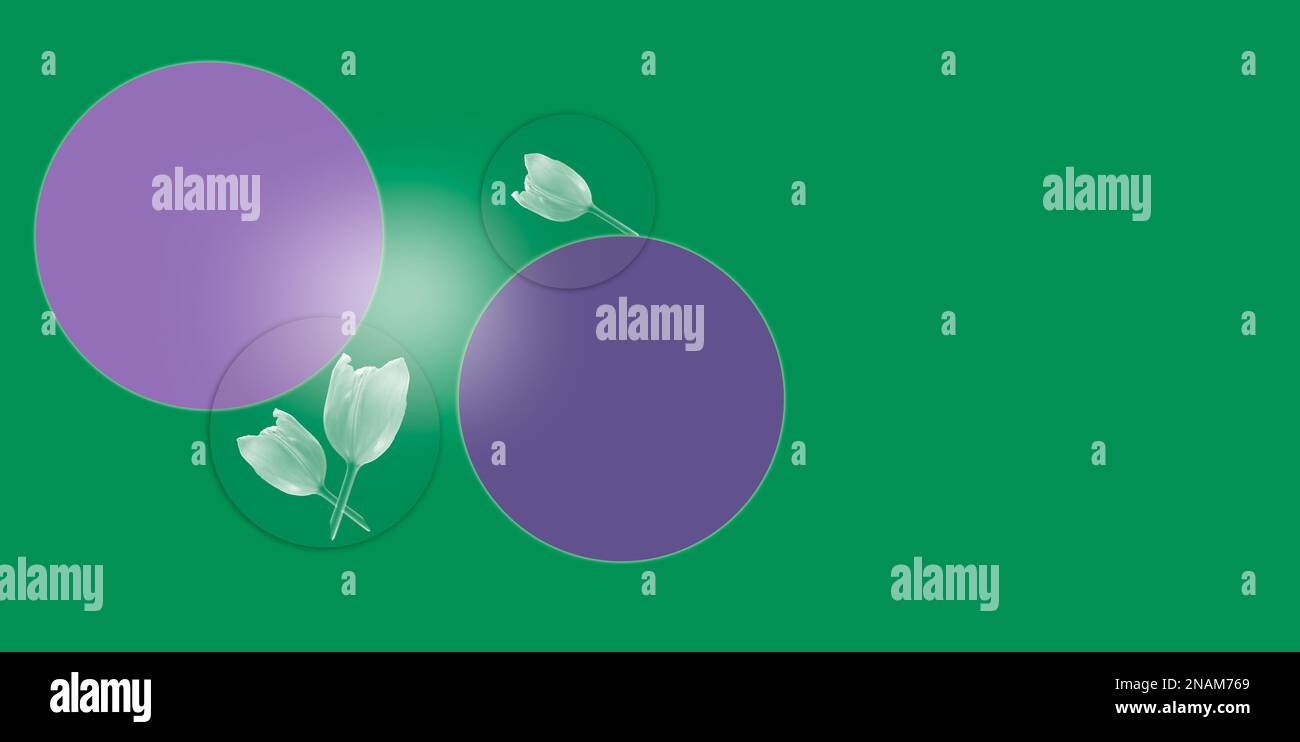 Violette Kreise und grüner Hintergrund mit Tulpenbanner Stockfoto