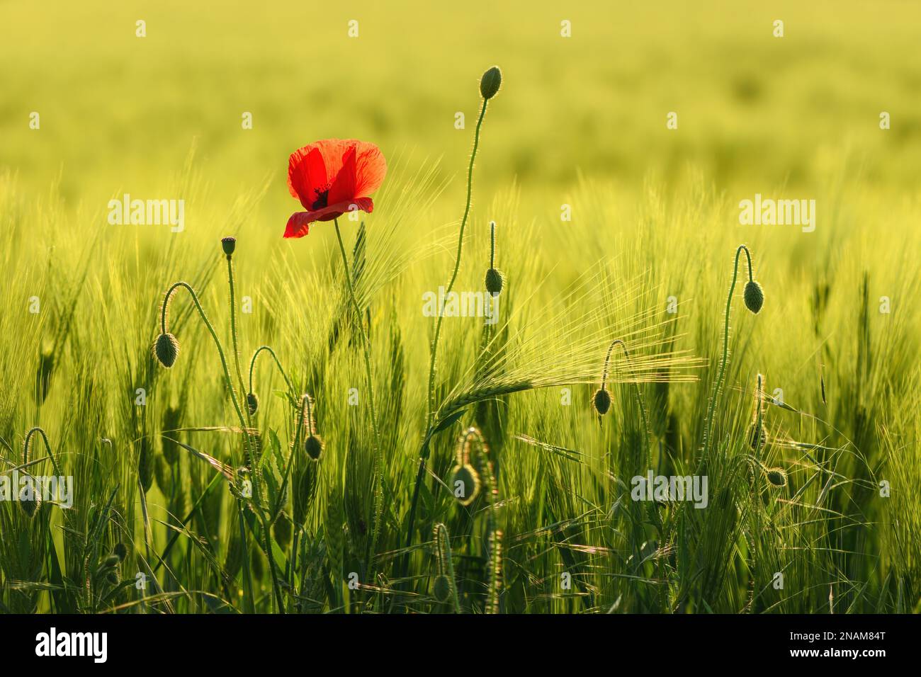 Papaverrhoea oder rote Mohnblume auf dem Feld der gezüchteten Gerstenernte bei Sonnenuntergang Stockfoto