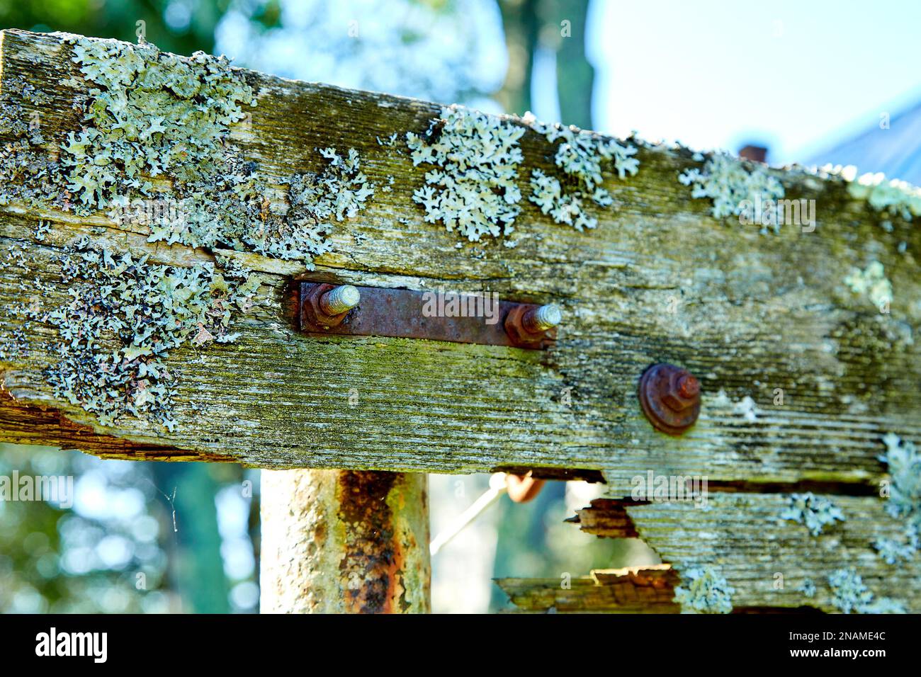 Moos und Rostplatte auf gebrochenem Holzbrett Stockfoto