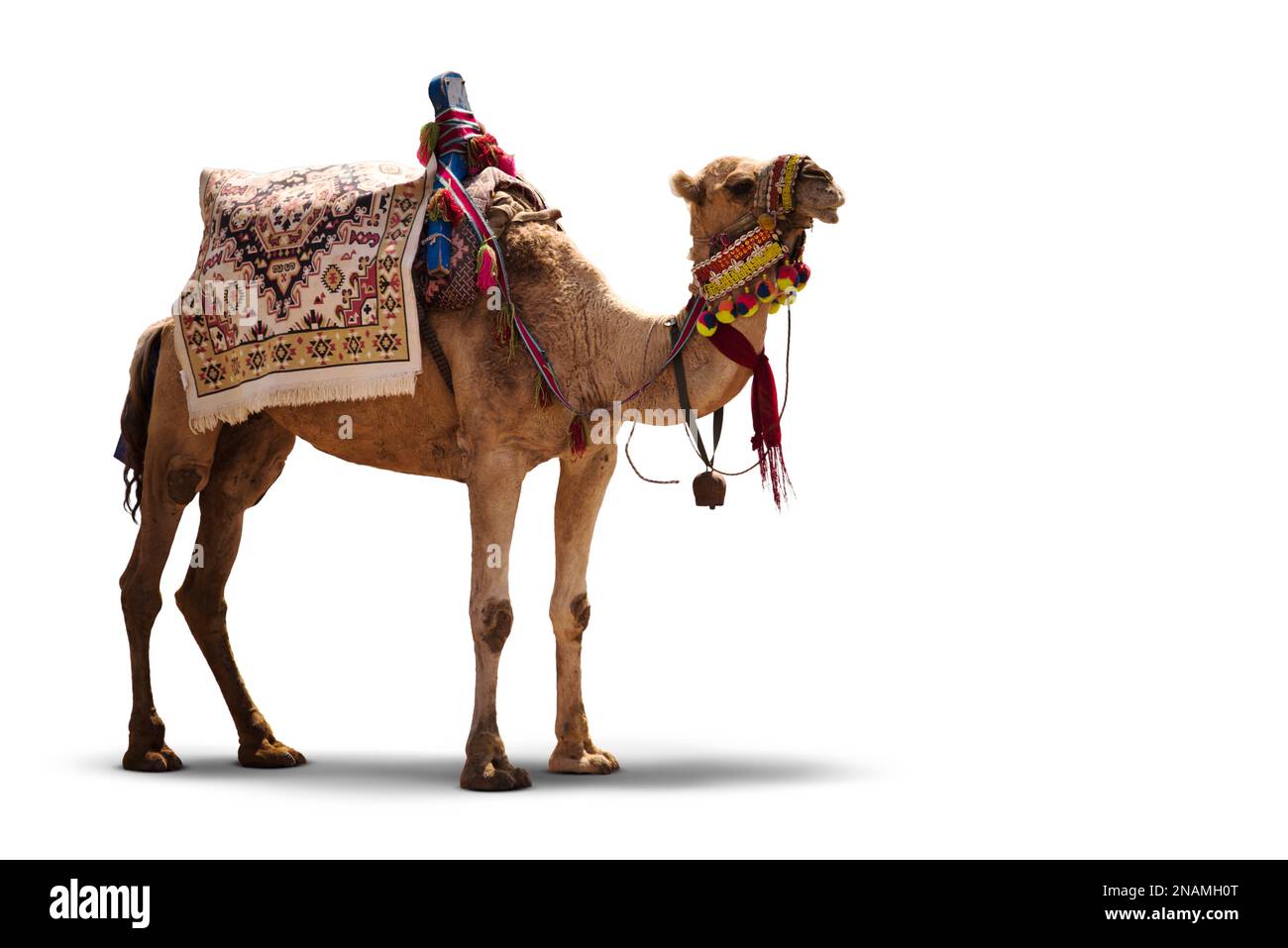 Schickes Ringer-Kamel isoliert auf weißem Hintergrund. Stockfoto