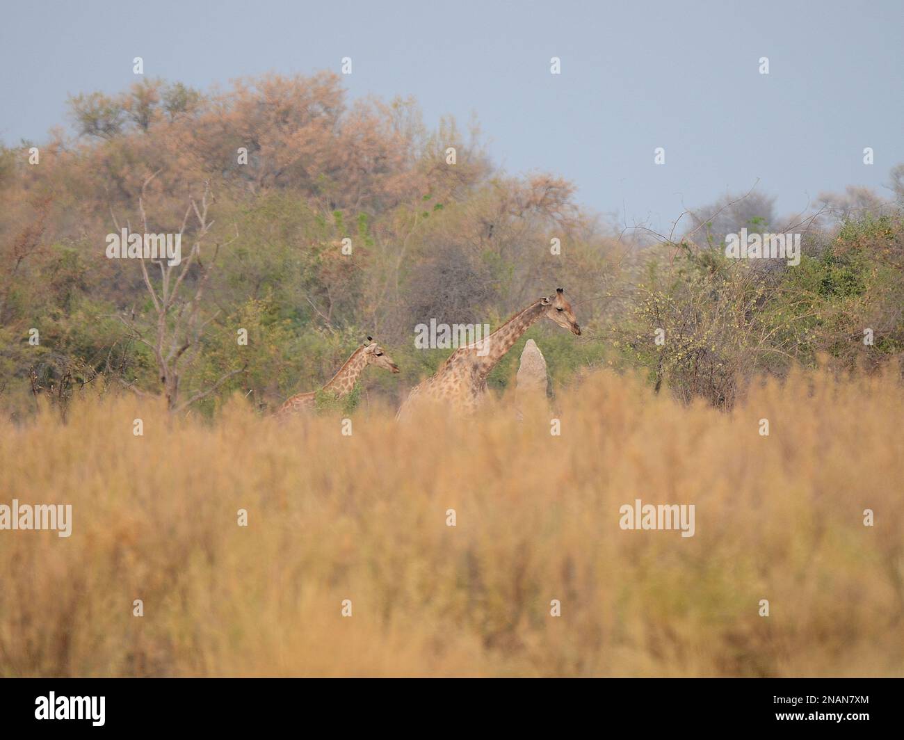 Giraffen im Okavango-Delta, Botswana Stockfoto