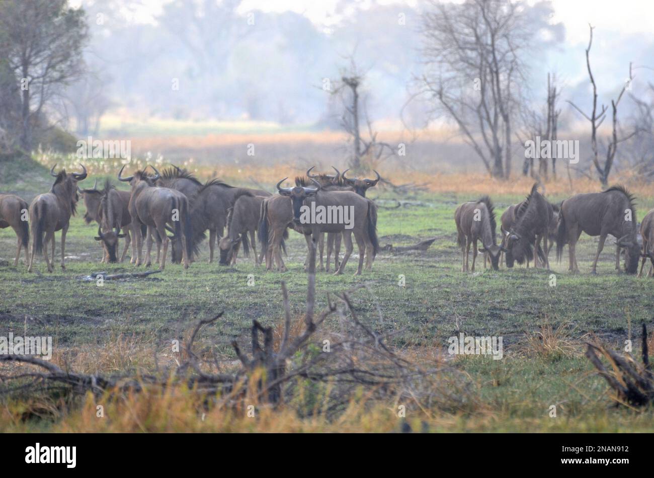Im Okavango-Delta weidet eine Herde Gnus Stockfoto