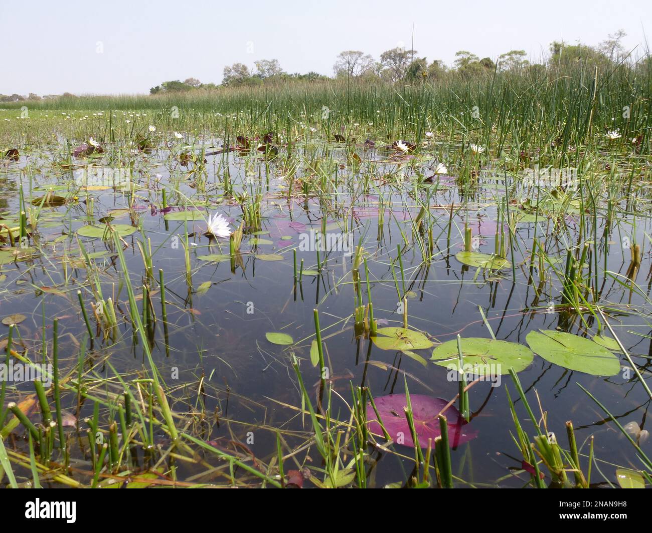 Wunderschöne Seerosen im okavango Delta Stockfoto