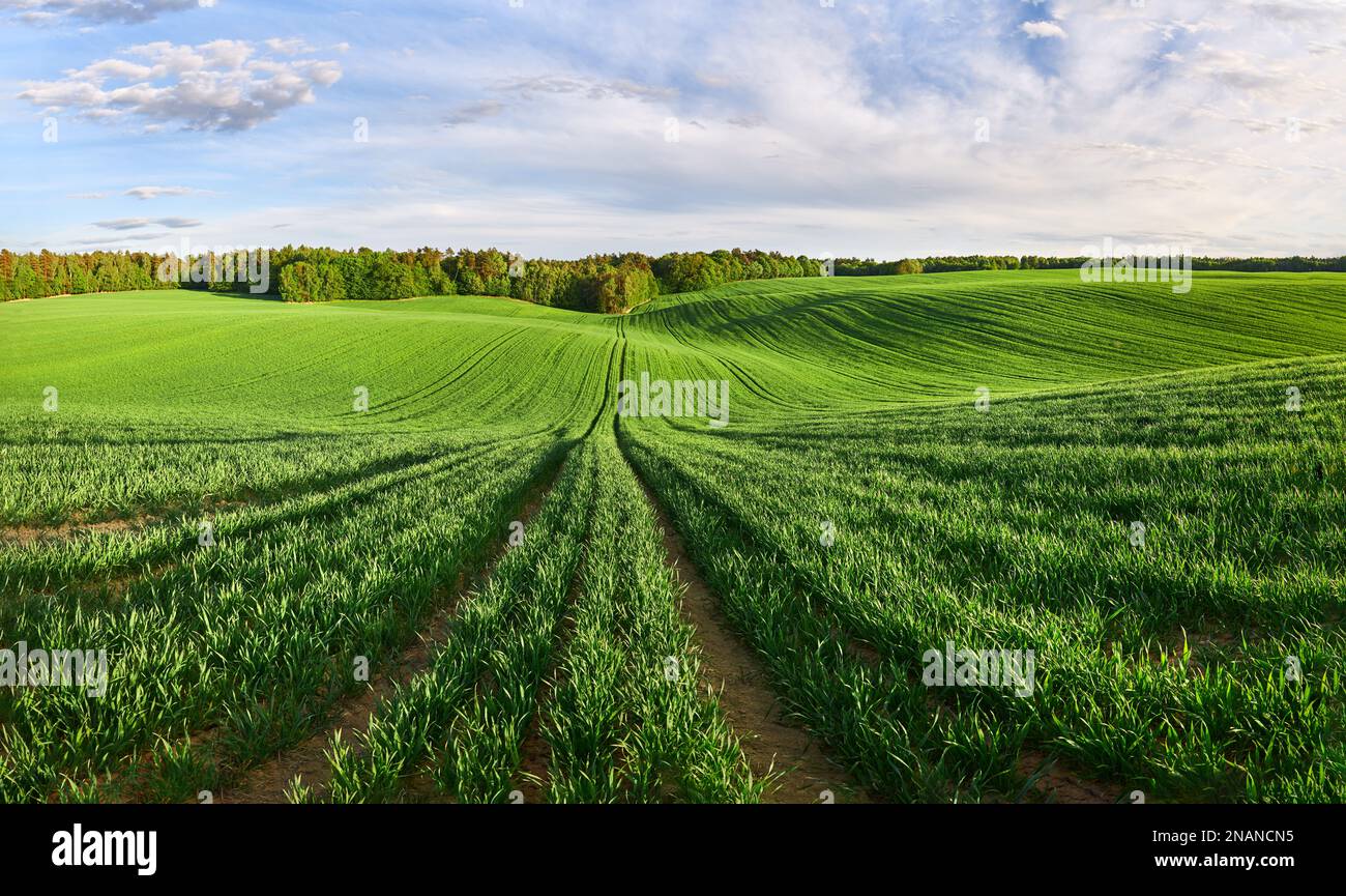 Panorama eines grünen ökologischen Weizenfeldes am Waldrand Stockfoto