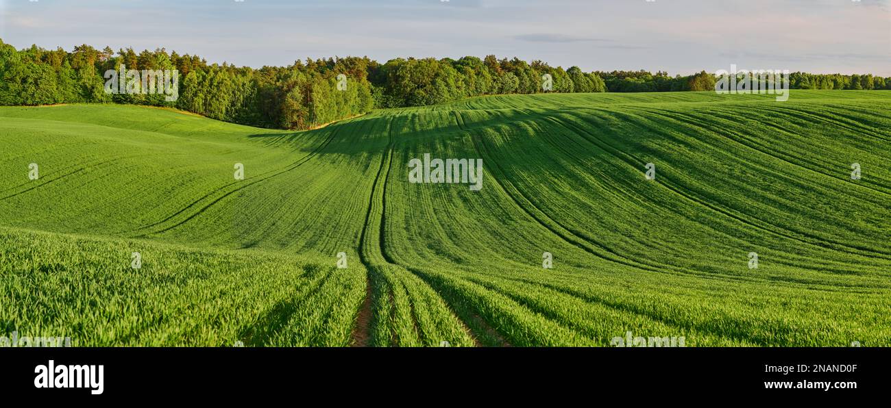 Panorama eines grünen ökologischen Weizenfeldes am Waldrand Stockfoto