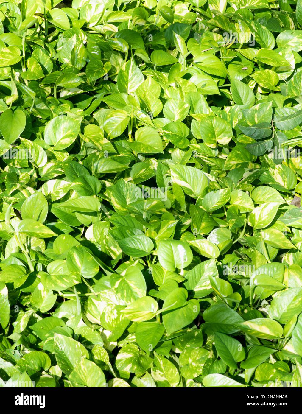 Epipremnum aureum Vollformat tropische Pflanzen Draufsicht, Hintergrundkonzept Stockfoto