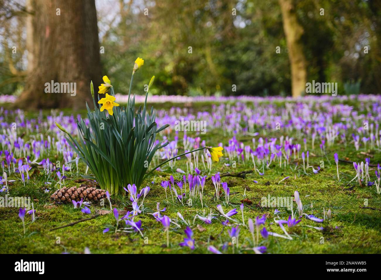 Narzisse und krokus Fotos und Bildmaterial in hoher Auflösung Alamy