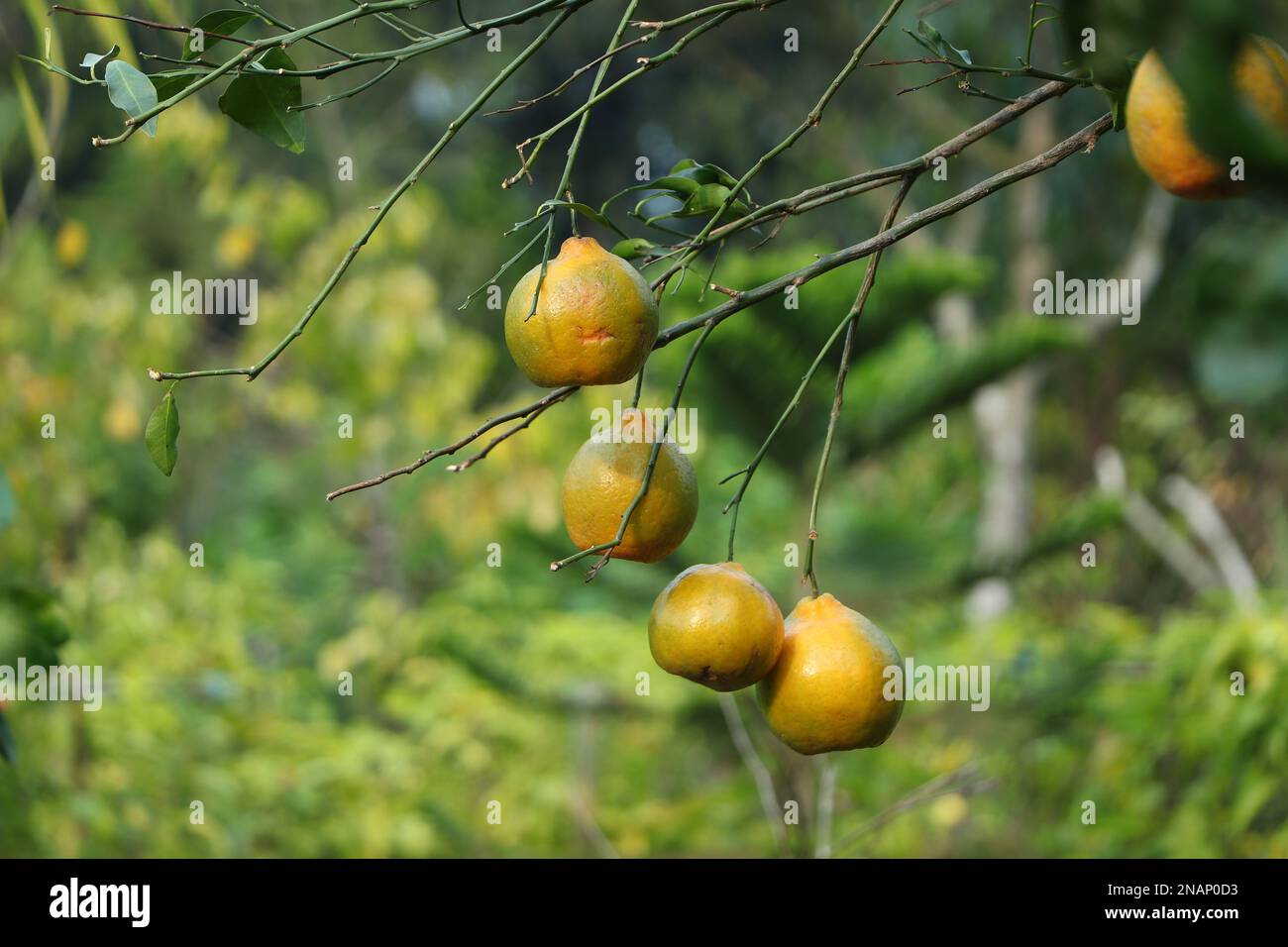 Ein selektiver Fokus grüner Mandarinenorangen auf einem Ast mit grassarbenem Hintergrund Stockfoto