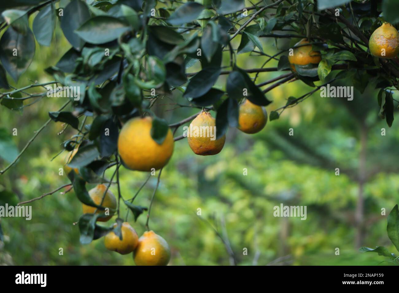 Ein selektiver Fokus grüner Mandarinenorangen auf einem Ast mit grassarbenem Hintergrund Stockfoto