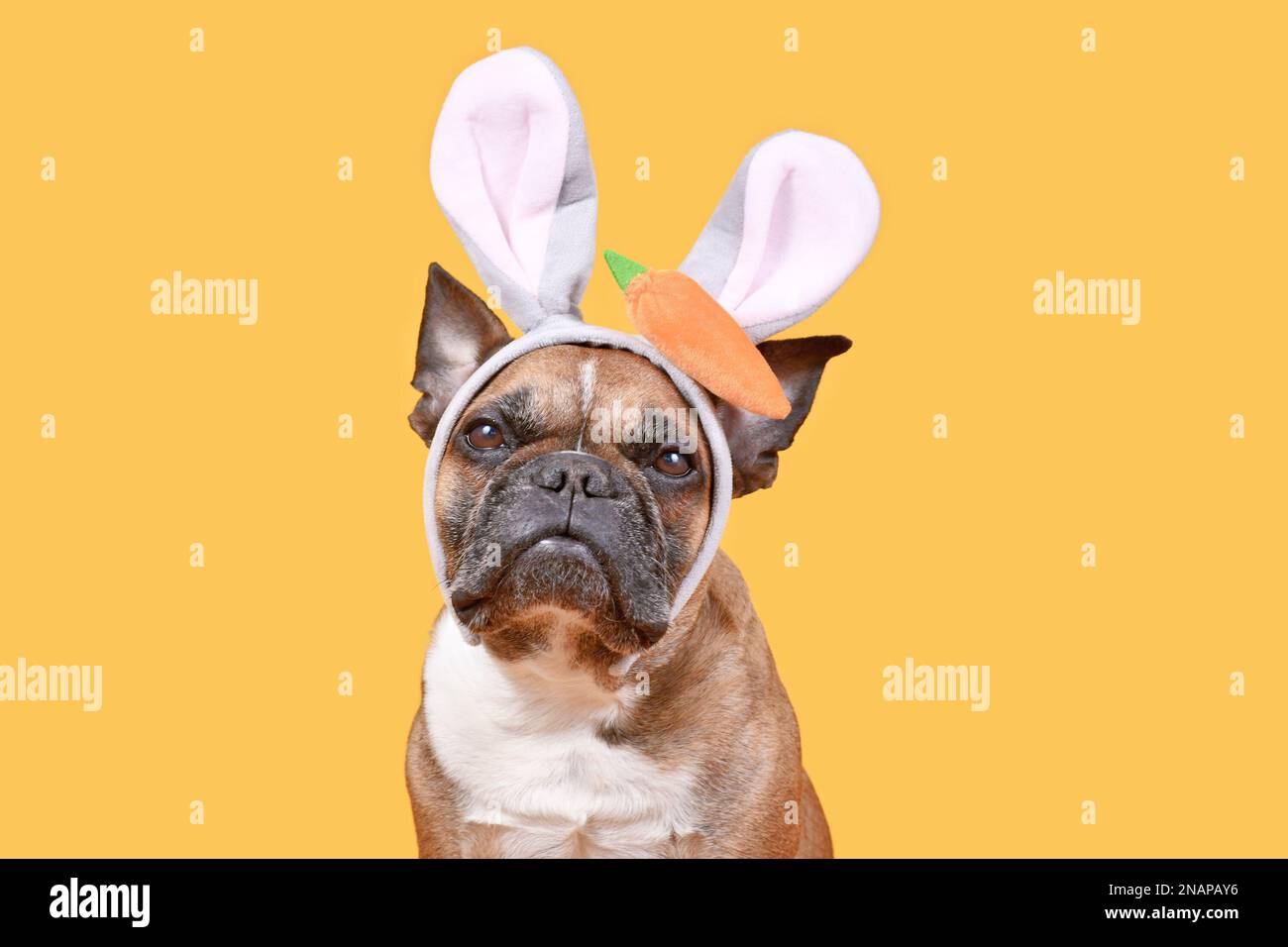 Französischer Bulldog in Osterhäschen-Kostüm Ohrbügel mit Karotte auf gelbem Hintergrund Stockfoto
