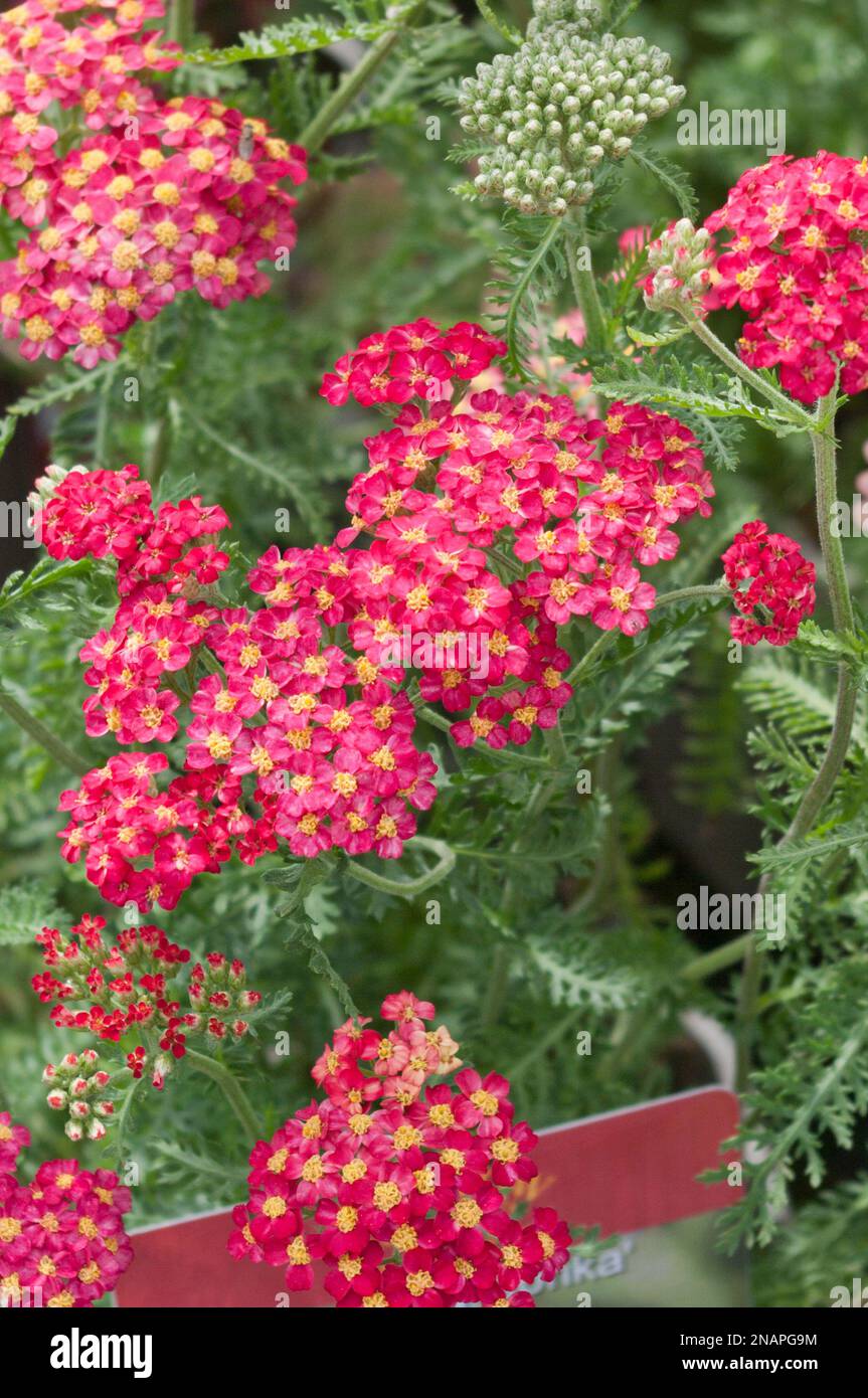 Achillea Millefolium Paprika Stockfoto