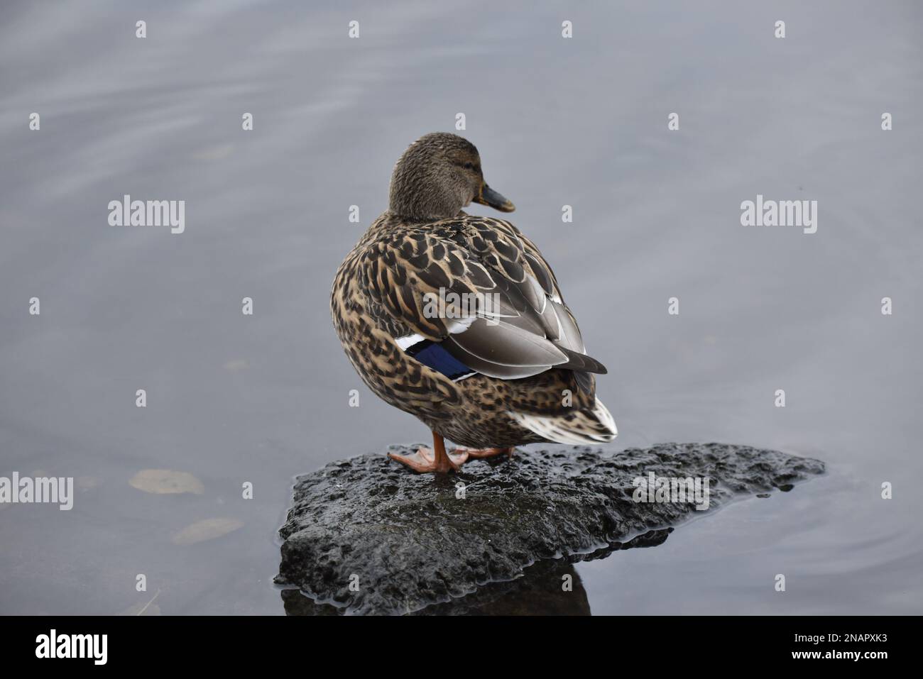 Rückansicht einer weiblichen Stockenten (Anas platyrhynchos) auf einem Felsen in flachem, stillem Wasser mit dem Kopf nach rechts vom Bild, in Großbritannien Stockfoto