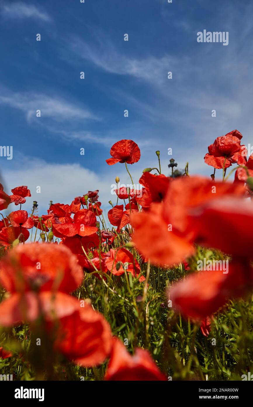 Mehrere Mohnblumen auf einer Wiese aus einem niedrigen Winkel zum blauen Himmel mit geringer Schärfentiefe Stockfoto