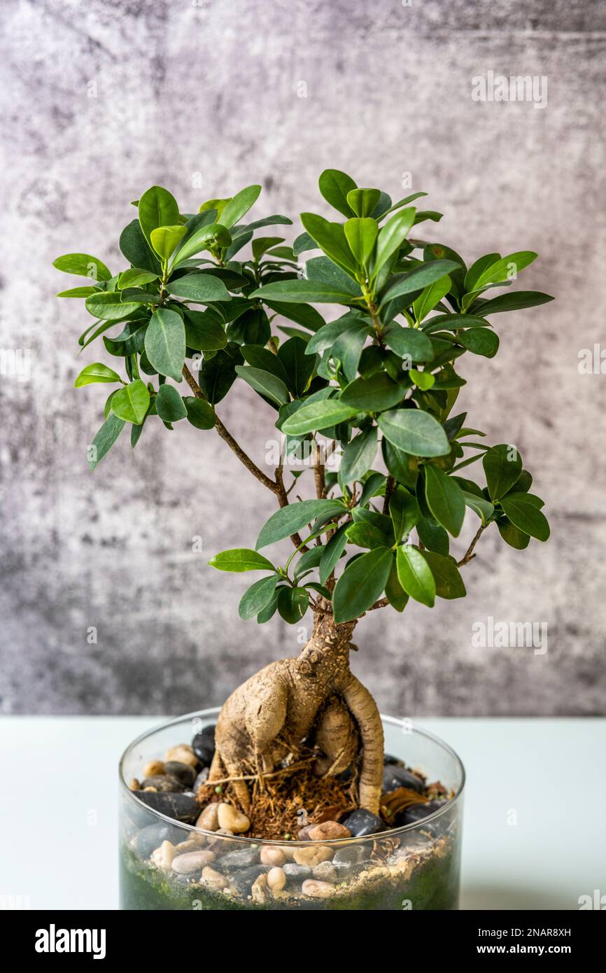 Ein wunderschöner Ficus Bonsai in einem Glastopf mit Steinen auf grauem Hintergrund Stockfoto