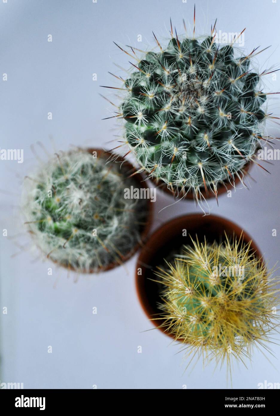 Ein Trio von Miniatur-Kakteen, die in einzelnen Terrakotta-Töpfen auf weißem Hintergrund mit Kopierbereich gezüchtet werden. Foto von oben aufgenommen Stockfoto