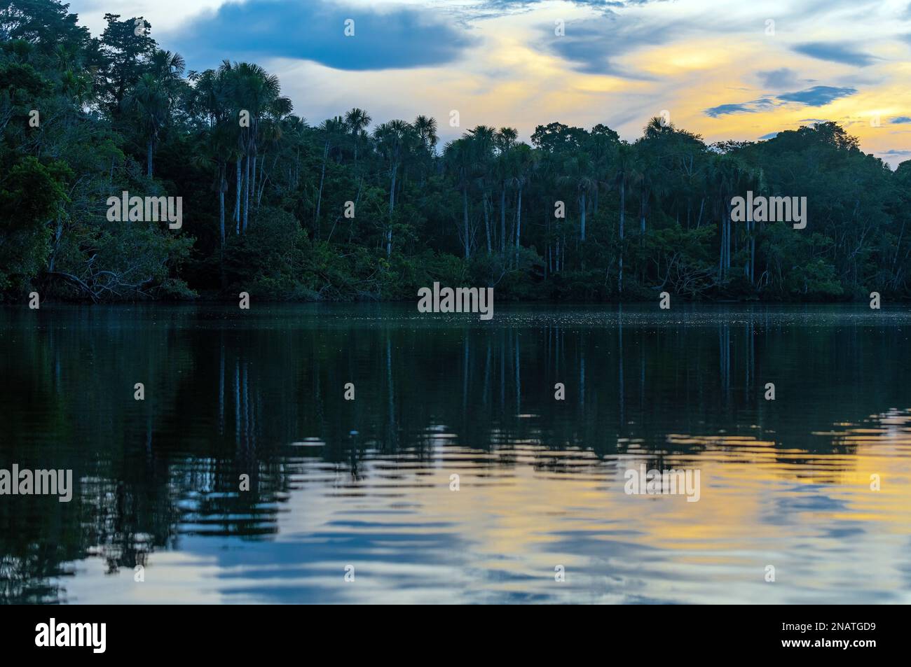 Sonnenuntergang im Amazonas-Regenwald, Yasuni-Nationalpark. Amazonas-Regenwald in Ecuador, Peru, Bolivien, Brasilien, Kolumbien, Surinam, (Französisch) Guyana. Stockfoto