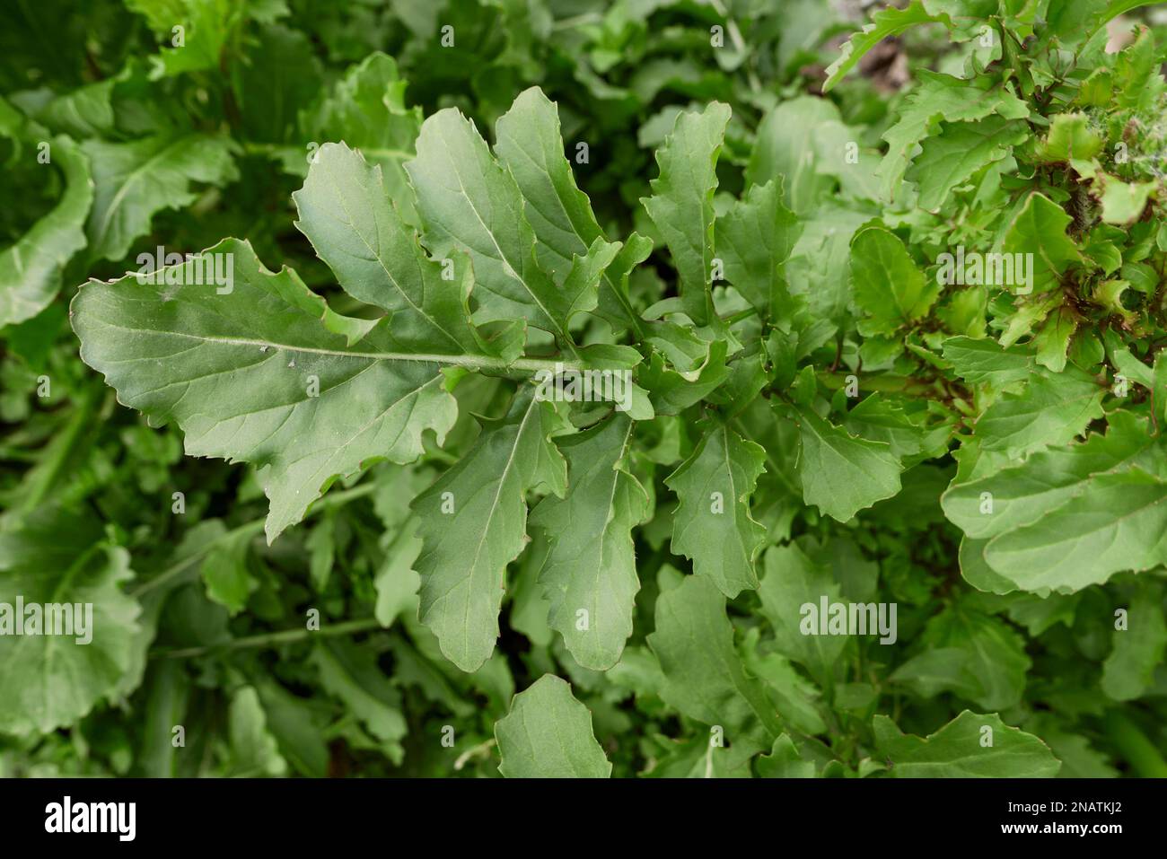 Eruca vesicaria frische Blätter Stockfoto