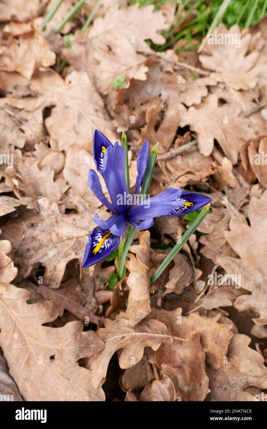 Iris reticulata blaue Blüten Stockfoto