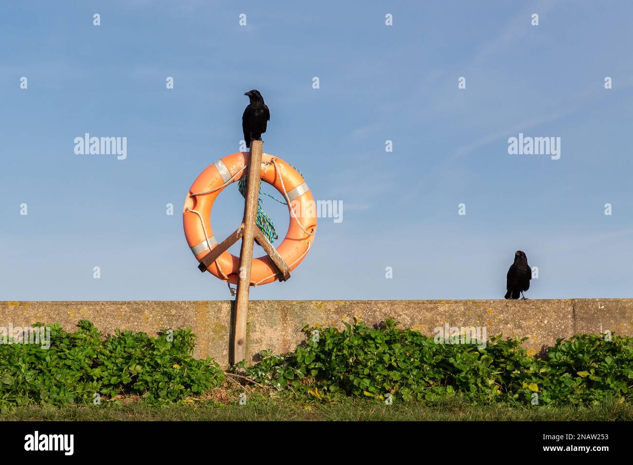 Wallasey, Vereinigtes Königreich: Aaskrähe hoch oben auf einem Rettungsring an der Küste, North Wirral Coastal Park. Stockfoto