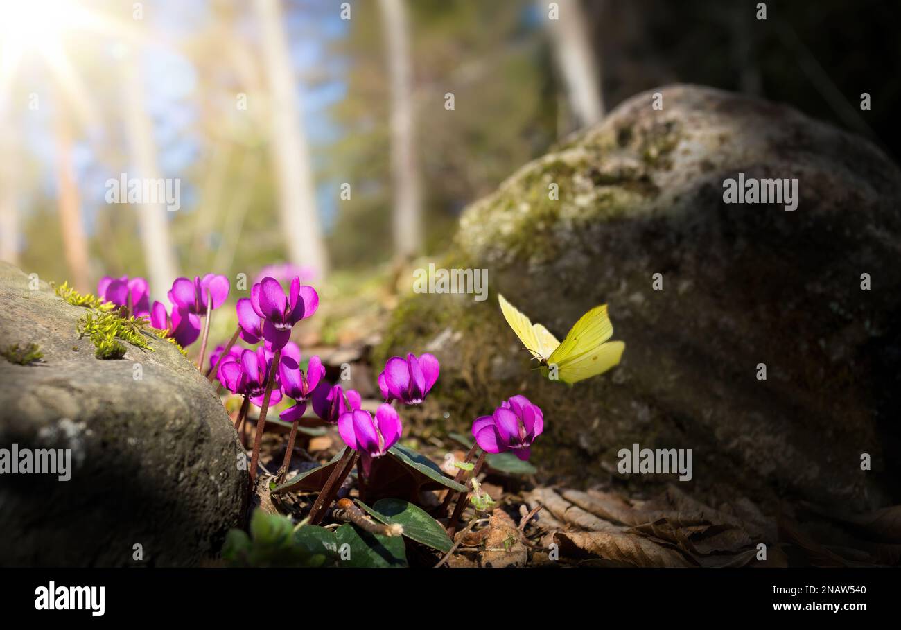 Wunderschöne Natur des Quellwaldes mit einer blühenden Wiese an einem sonnigen Tag. Frühlingsblumen Primrosen und Schmetterling Stockfoto