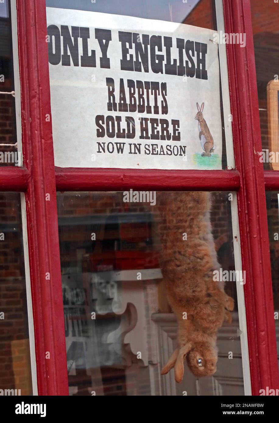 Neue Saison, nur englische Kaninchen, hier verkauft, bei den britischen Metzgern, Kaninchen im Fenster Stockfoto