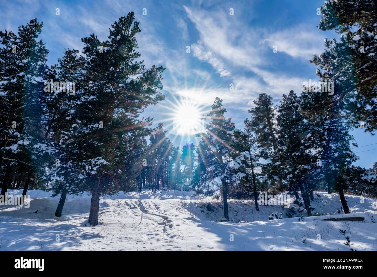 Wunderschöne Winterlandschaft mit Pinien an sonnigen Tagen. Hochwertiges Foto Stockfoto