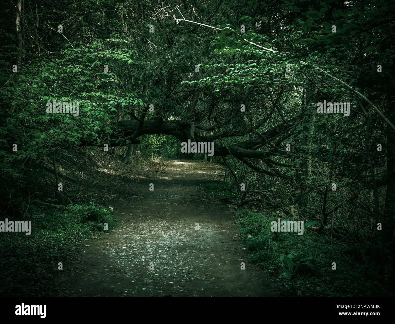 Düstere, stimmungsvolle Wanderwege durch einen Wald bei Box Hill Tadworth Surrey Stockfoto