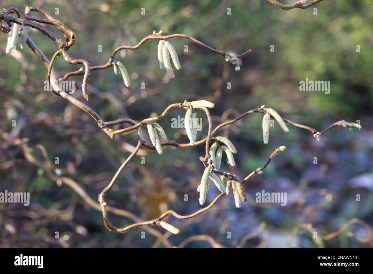 Winterkatzen und verdrehte Stämme von Korkenzieher Hazel Corylus avellana „Contorta“ im britischen Garten im Februar Stockfoto