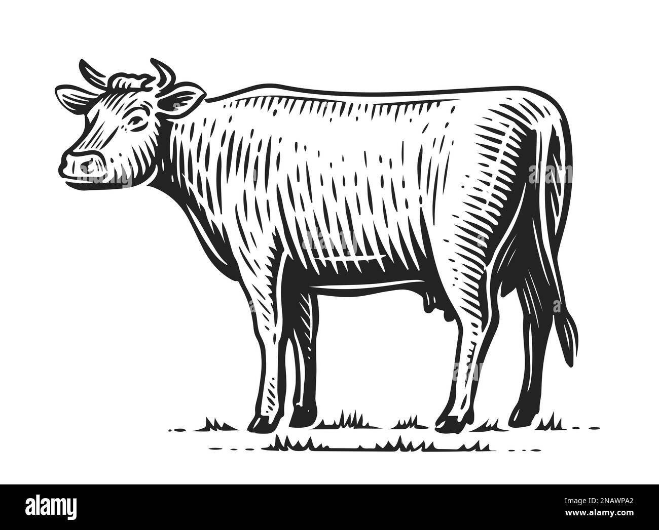 Kühe grasen, zeichnen. Handgezeichnete Landtiere im Vintage-Stil Stockfoto