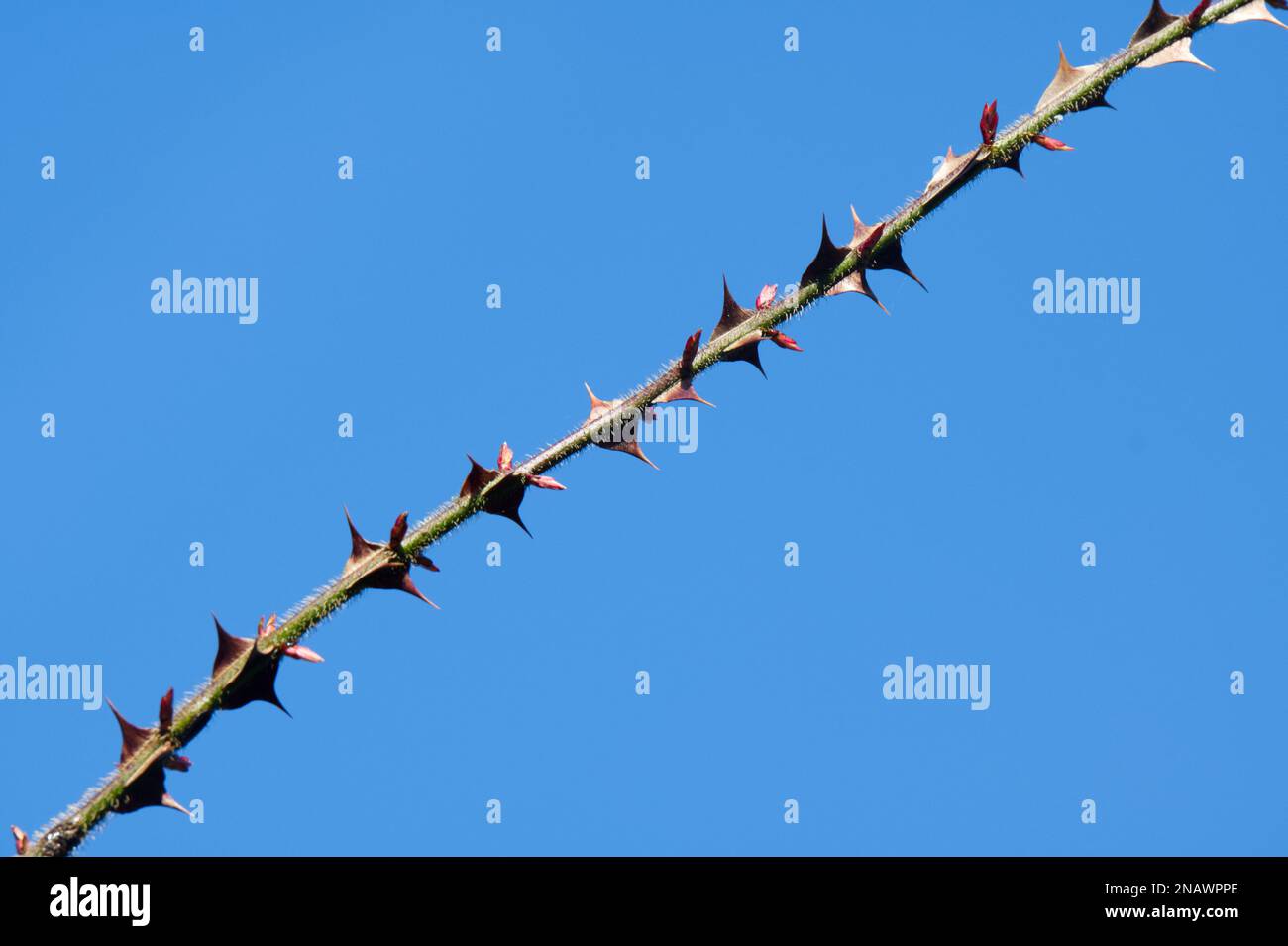 Die großen Stacheln oder Dornen auf einem Winterstiel der Dornrose Rosa sericea omeiensis pteracantha im britischen Garten im Februar Stockfoto