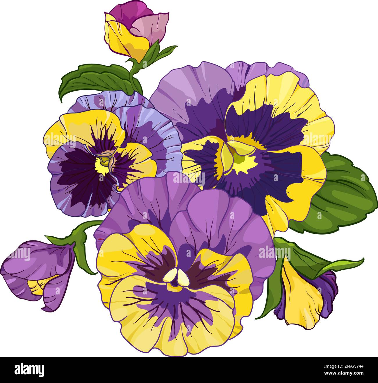Uber die Blütenanordnung der auf weißem Hintergrund isolierten Pansien. Bouquets Viola, gelbe und violette Blumen grüne Blätter. Vektordarstellung Stock Vektor