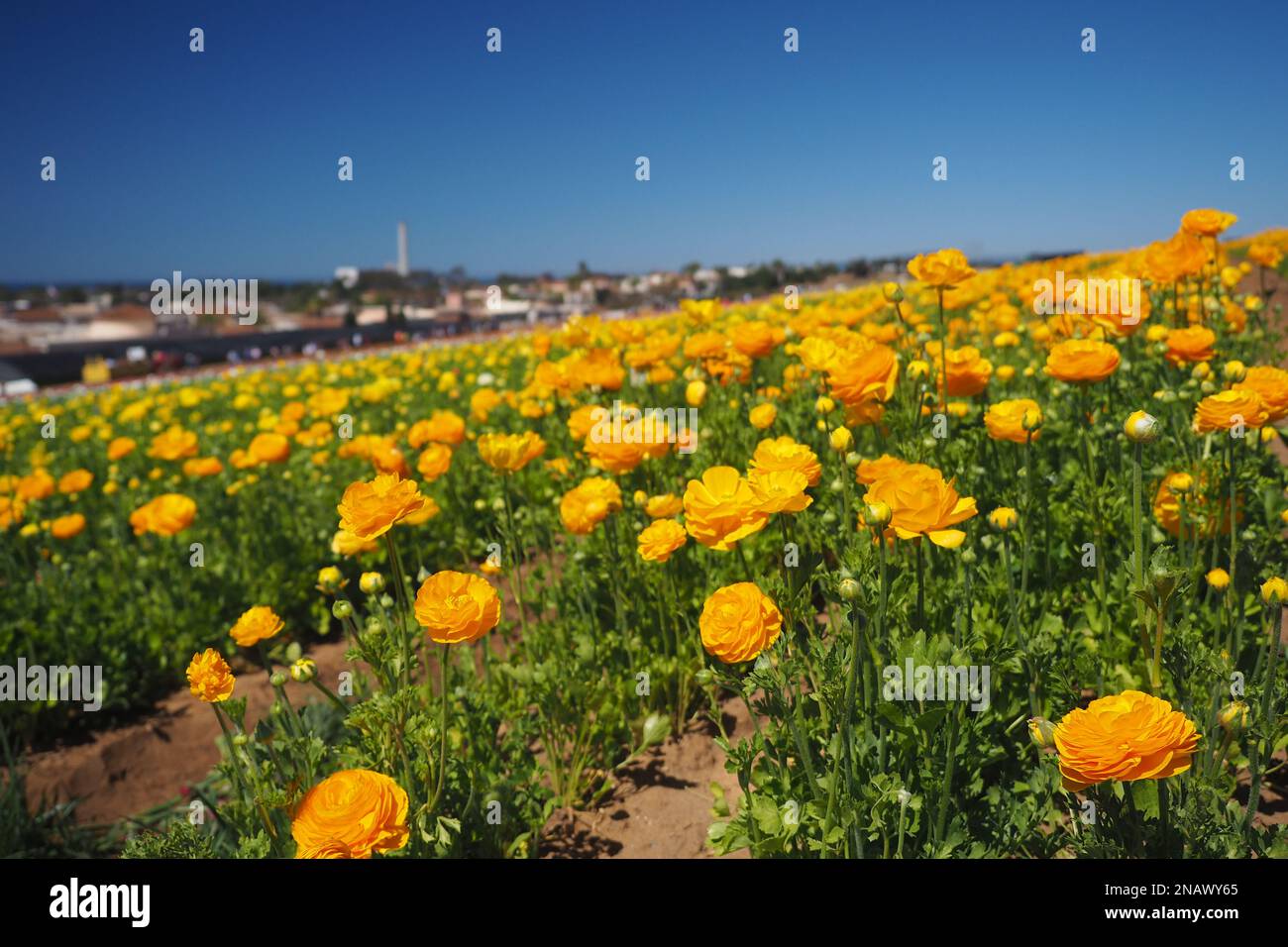 Frühlingsblumen blühen auf den Carlsbad Flower Fields, CA Stockfoto