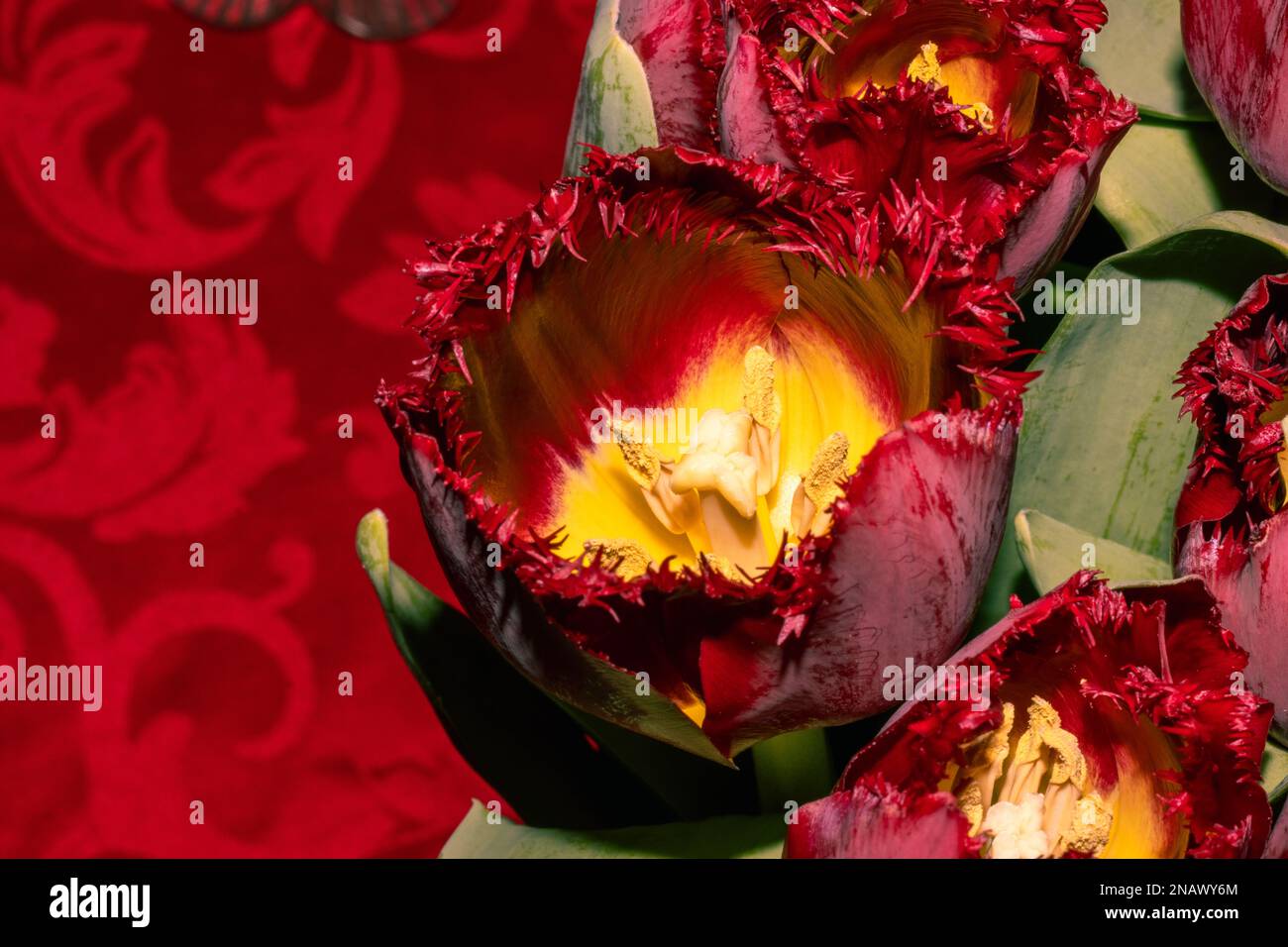 Dunkelrot mit gelben Tulpen auf rotem Hintergrund Stockfoto