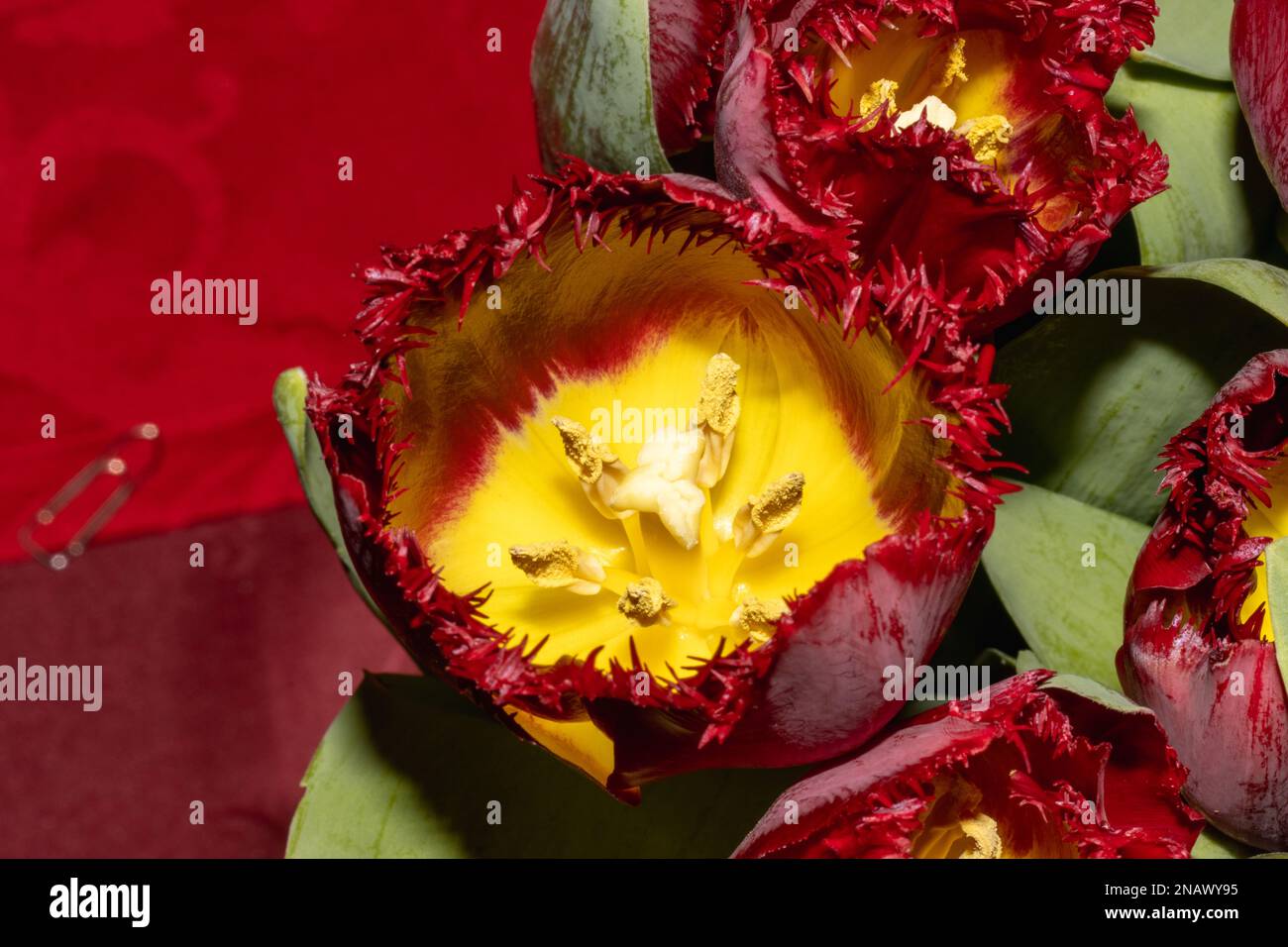 Dunkelrot mit gelben Tulpen auf rotem Hintergrund Stockfoto