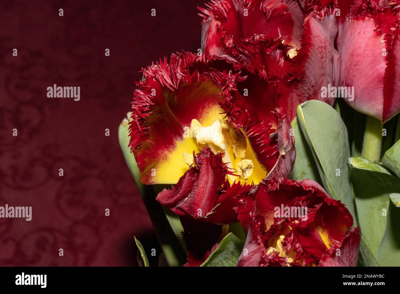 Dunkelrot mit gelben Tulpen auf rotem Hintergrund Stockfoto